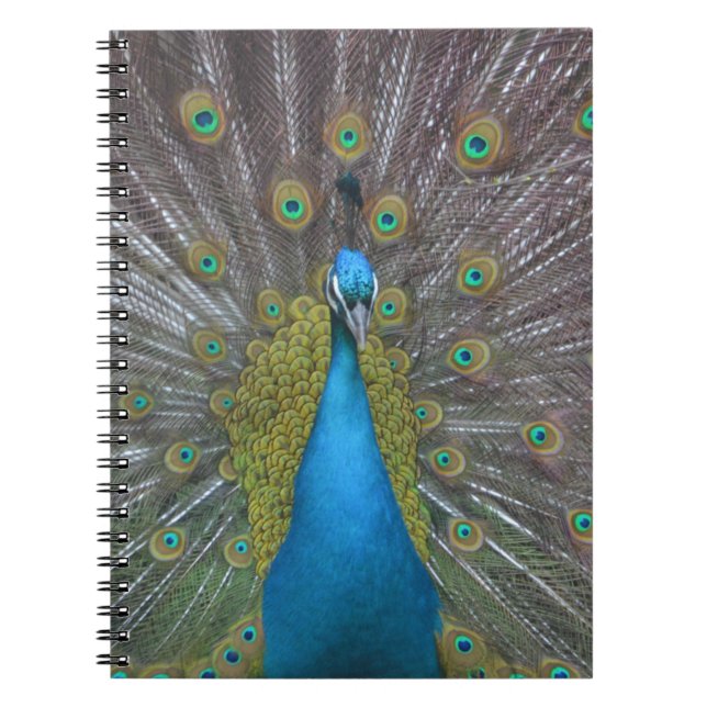 Stunning Peacock Spiral Notebook (Front)