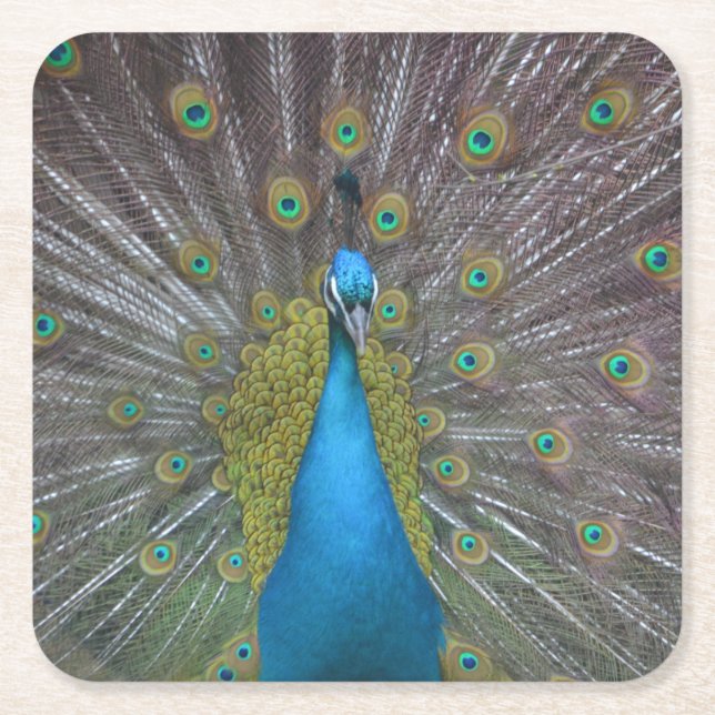 Stunning Peacock Square Paper Coaster (Front)