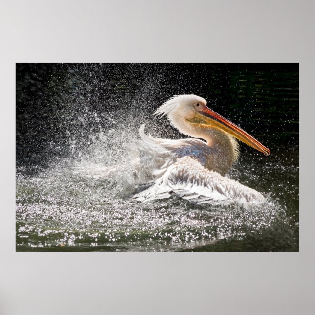 Stunning pelican in water poster (Front)