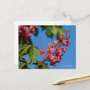 Stunning Pink Horse Chestnut Blossoms Postcard
