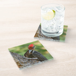 Stunning Portrait of Pileated Woodpecker on Tree Glass Coaster