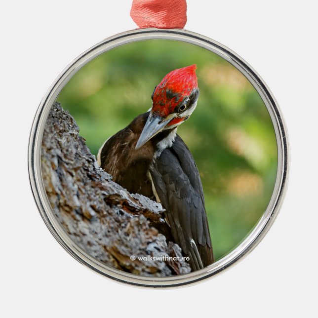 Stunning Portrait of Pileated Woodpecker on Tree Metal Tree Decoration (Front)