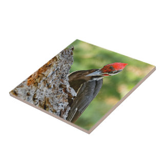 Stunning Portrait of Pileated Woodpecker on Tree Tile