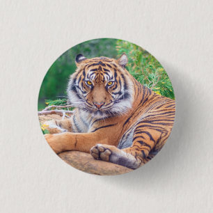 Stunning Reclining Tiger Photograph 3 Cm Round Badge