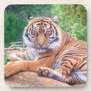 Stunning Reclining Tiger Photograph Coaster