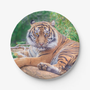 Stunning Reclining Tiger Photograph Paper Plate