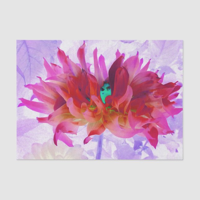 Stunning Red and Hot Pink Cactus Dahlia Tissue Paper (Front)