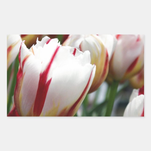 Stunning red and white tulip print rectangular sticker (Front)