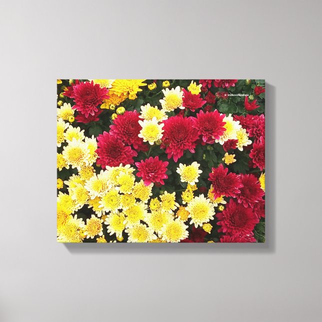 Stunning Red Gold Autumn Chrysanthemum Flowers Canvas Print (Front)