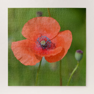 Stunning Red Poppy Jigsaw Puzzle