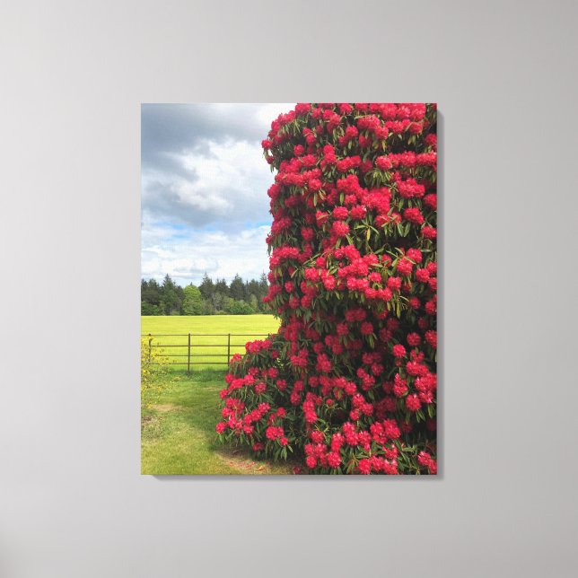 Stunning Rhododendron and Scenic View in Scotland Canvas Print (Front)