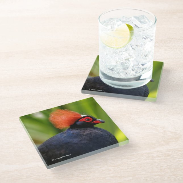 Stunning Roul-Roul Crested Wood Partridge Bird Glass Coaster (Angled)