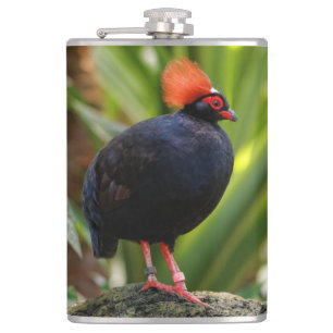 Stunning Roul-Roul Crested Wood Partridge Bird Hip Flask