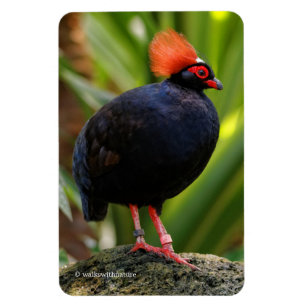 Stunning Roul-Roul Crested Wood Partridge Bird Magnet