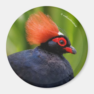 Stunning Roul-Roul Crested Wood Partridge Bird Magnet