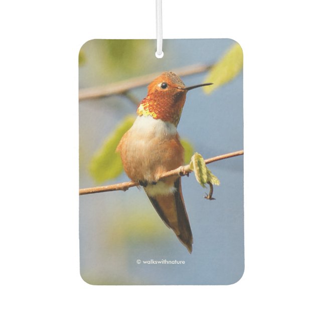 Stunning Rufous Hummingbird in the Sun Car Air Freshener (Front)