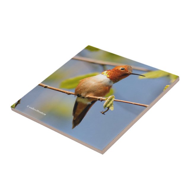 Stunning Rufous Hummingbird in the Sun Tile (Side)