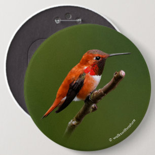 Stunning Rufous Hummingbird on Cherry Branch 6 Cm Round Badge