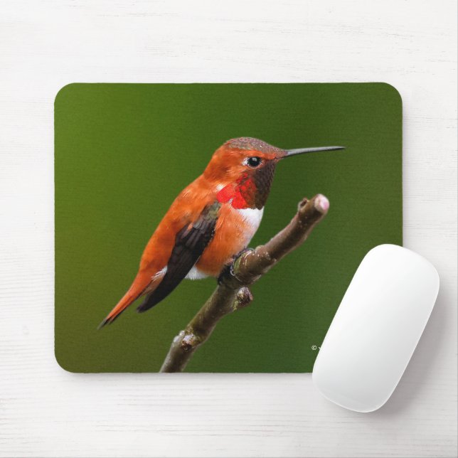 Stunning Rufous Hummingbird on the Cherry Tree Mouse Pad (With Mouse)