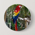 Stunning Scarlet Macaw Parrot