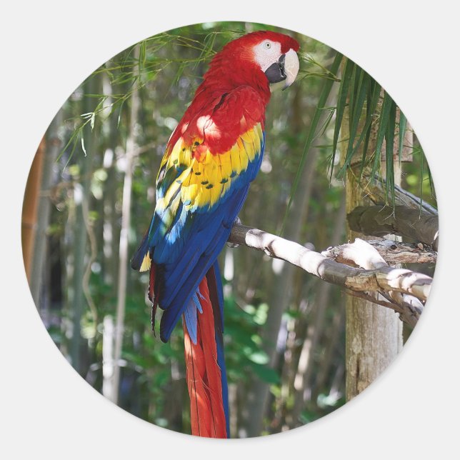 Stunning Scarlet Macaw Parrot Classic Round Sticker (Front)