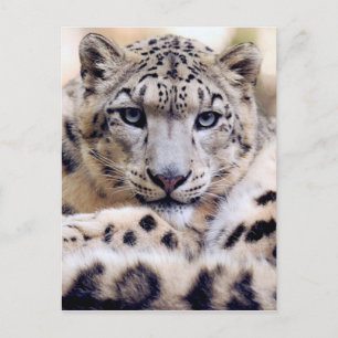 Stunning snow-leopard portrait postcard