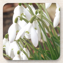 Stunning Snowdrops