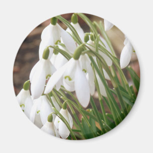 Stunning Snowdrops Magnet