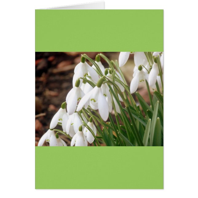 Stunning Spring Snowdrops (Front)