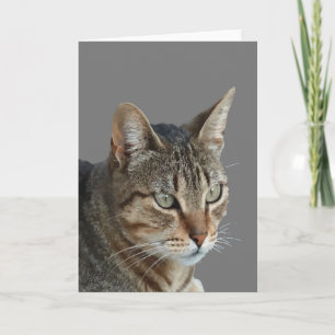 Stunning Tabby Cat Close Up Portrait Vector Card