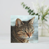 Stunning Tabby Cat CloseUp Artistic Portrait