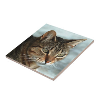 Stunning Tabby Cat CloseUp Artistic Portrait Tile