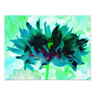 Stunning Teal and Black Cactus Dahlia Photo Print