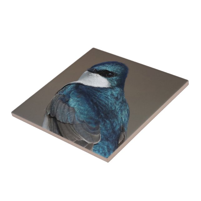 Stunning Tree Swallow Glances at Photographer Tile (Side)