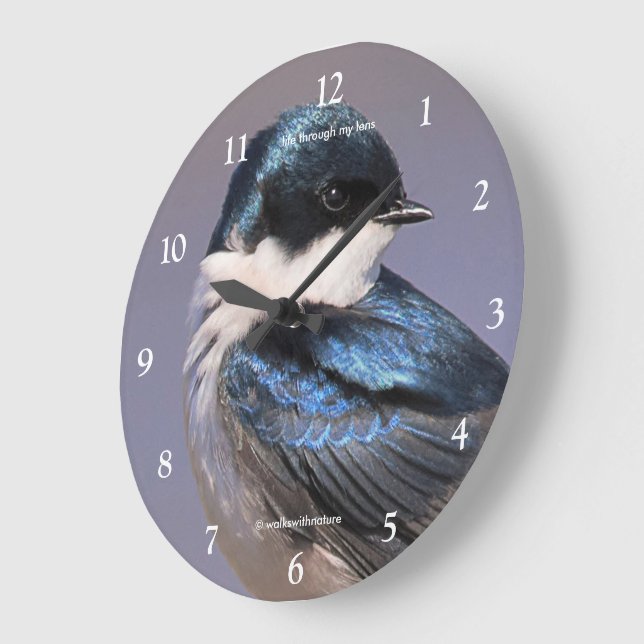 Stunning Tree Swallow Songbird in Springtime Sun Large Clock (Angle)