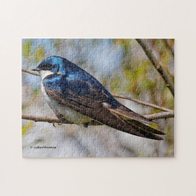 Stunning Tree Swallow Songbird on a Branch Jigsaw Puzzle (Horizontal)