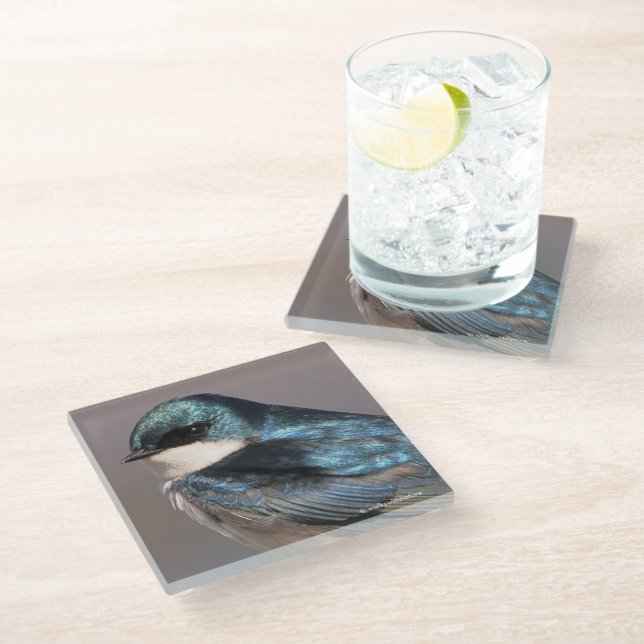 Stunning Tree Swallow Songbird on the Wire Glass Coaster (Angled)