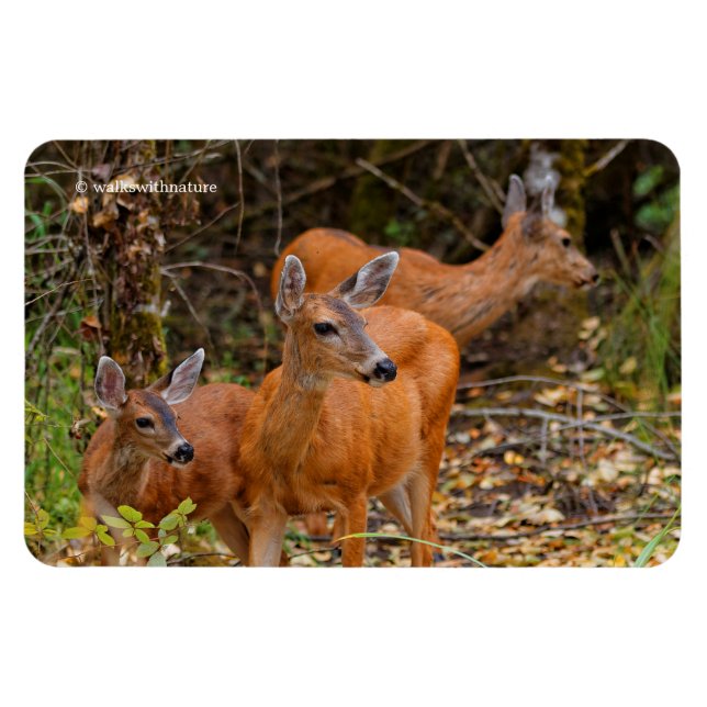 Stunning Trio of Blacktail Deer in the Forest Magnet (Horizontal)