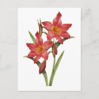 Stunning Tropical Amaryllis Study