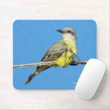 Stunning Tropical Kingbird on Blackberry Branch