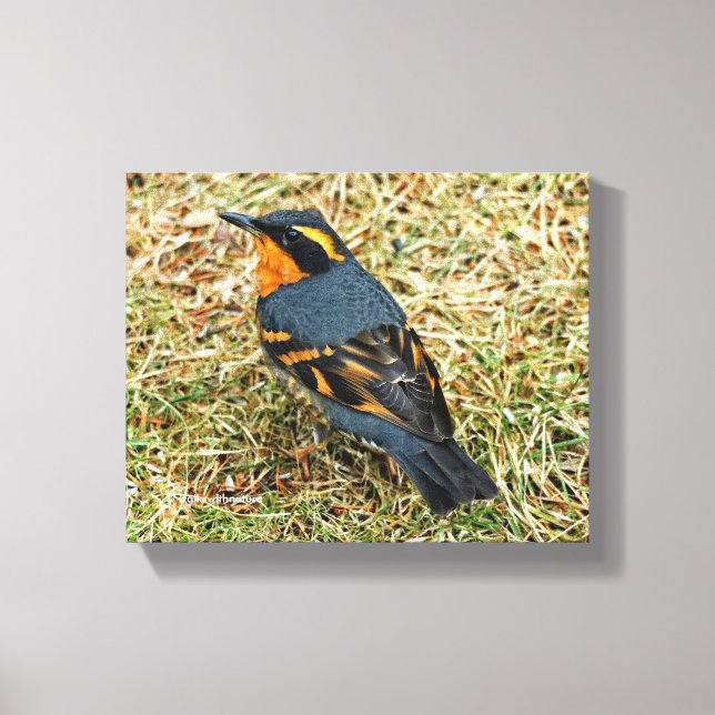Stunning Varied Thrush on the Lawn Canvas Print (Front)