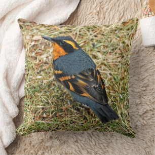 Stunning Varied Thrush on the Lawn Cushion