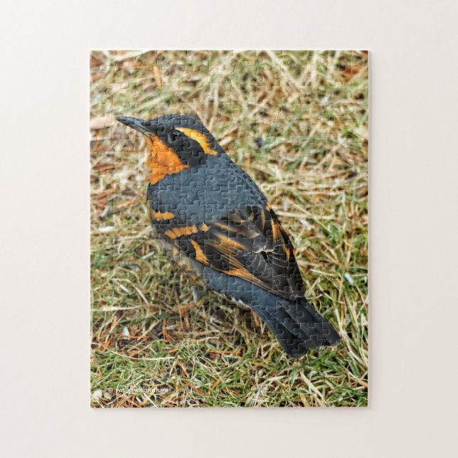 Stunning Varied Thrush on the Lawn Jigsaw Puzzle (Vertical)
