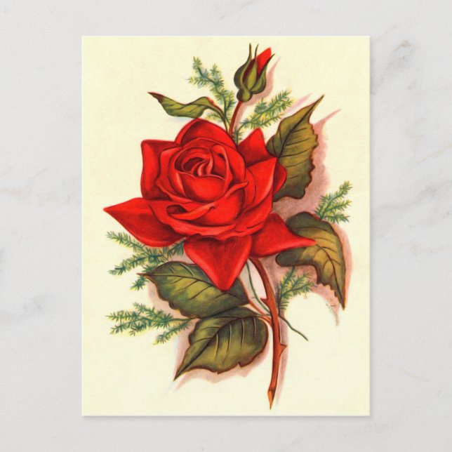 Stunning Victorian Red Roses Bouquet Postcard (Front)