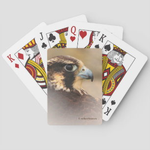 Stunning Vignetted Profile of a Peregrine Falcon Playing Cards