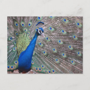 Stunning Vintage Peacock Postcard