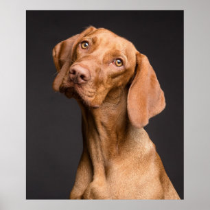 Stunning vizsla dog portrait on black background poster