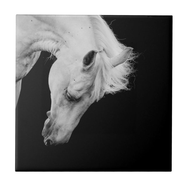 Stunning white horse on black looking down tile (Front)