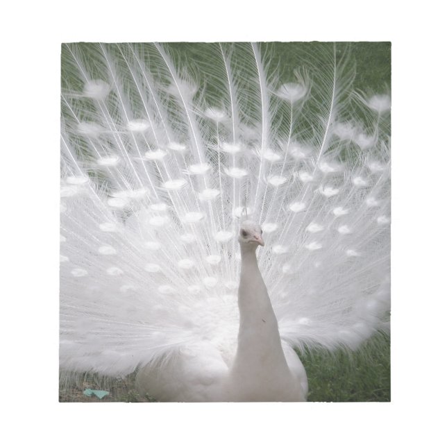 Stunning white Peacock ( Peafowl) full plume Notepad (Front)