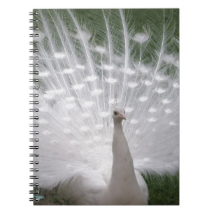 Stunning white Peacock ( Peafowl) full plume Spiral Notebook